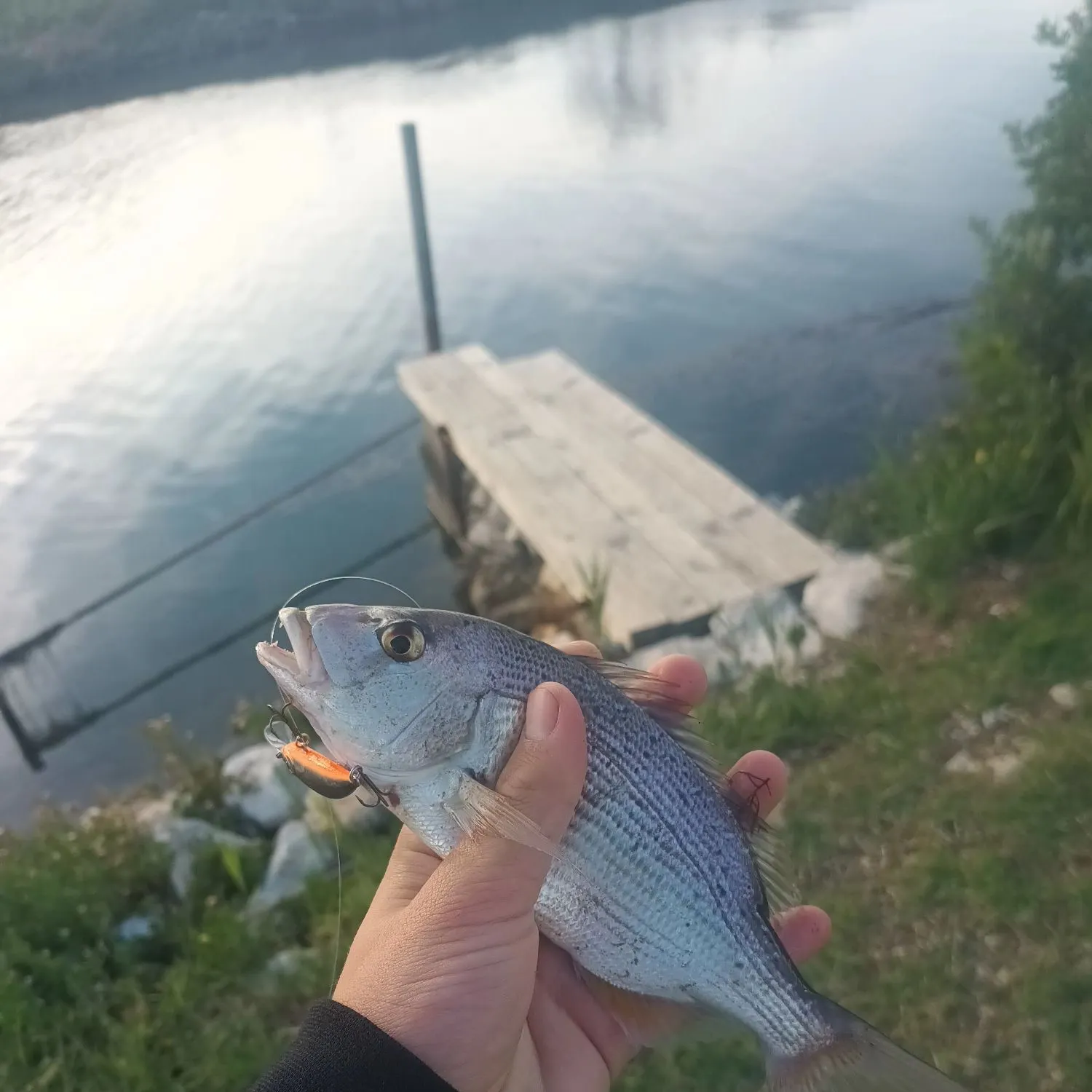 The most recent Common dentex catches on Fishbrain