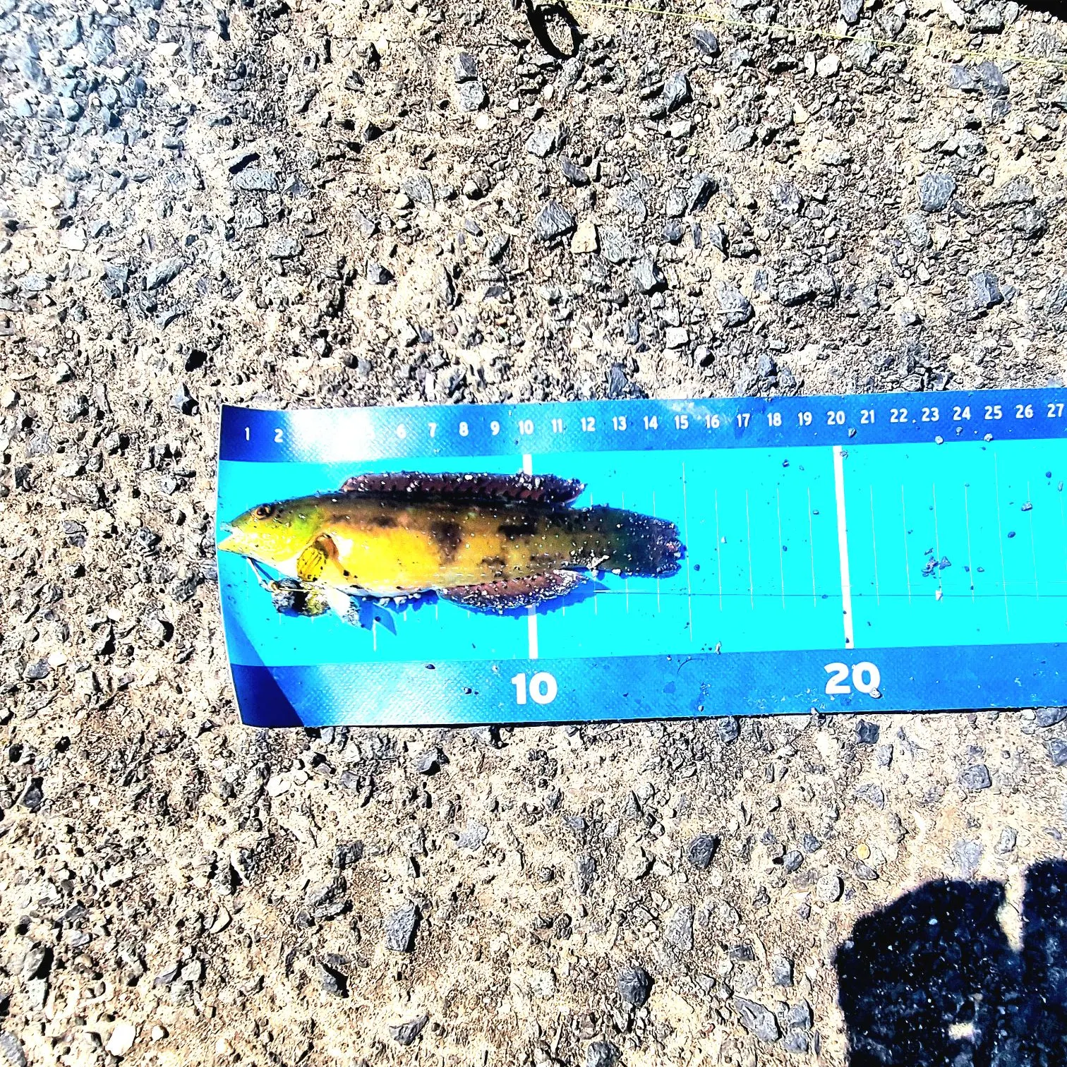The most recent Surge wrasse catches on Fishbrain