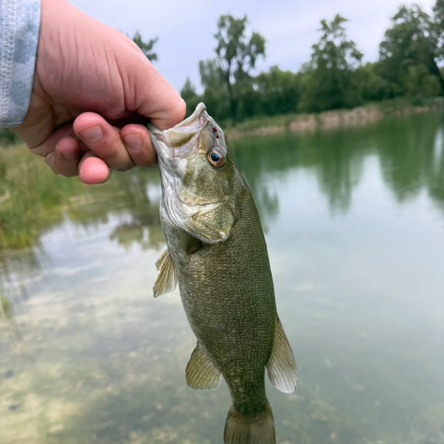 Smallmouth bass caught on Fishbrain