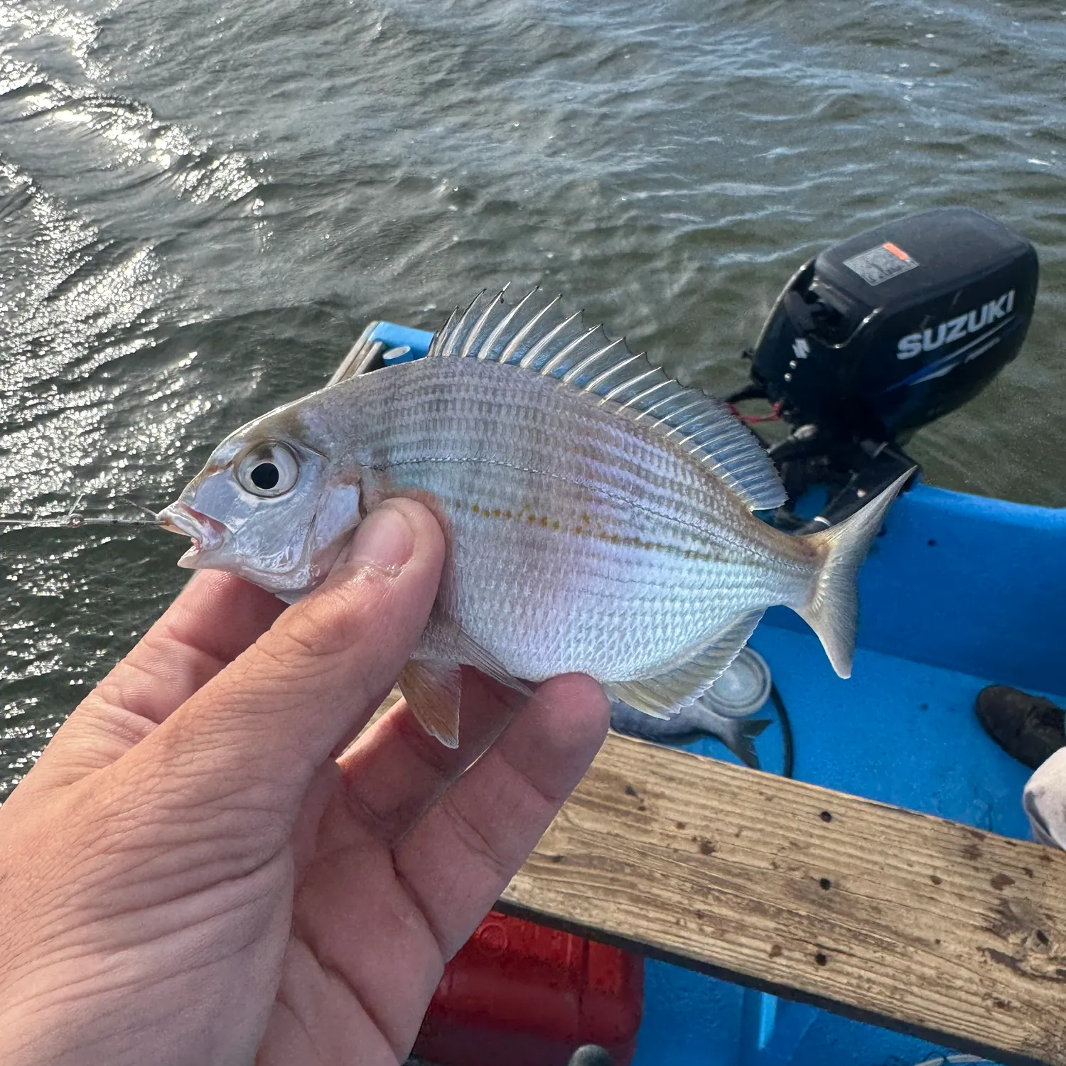 The most recent White stumpnose catches on Fishbrain