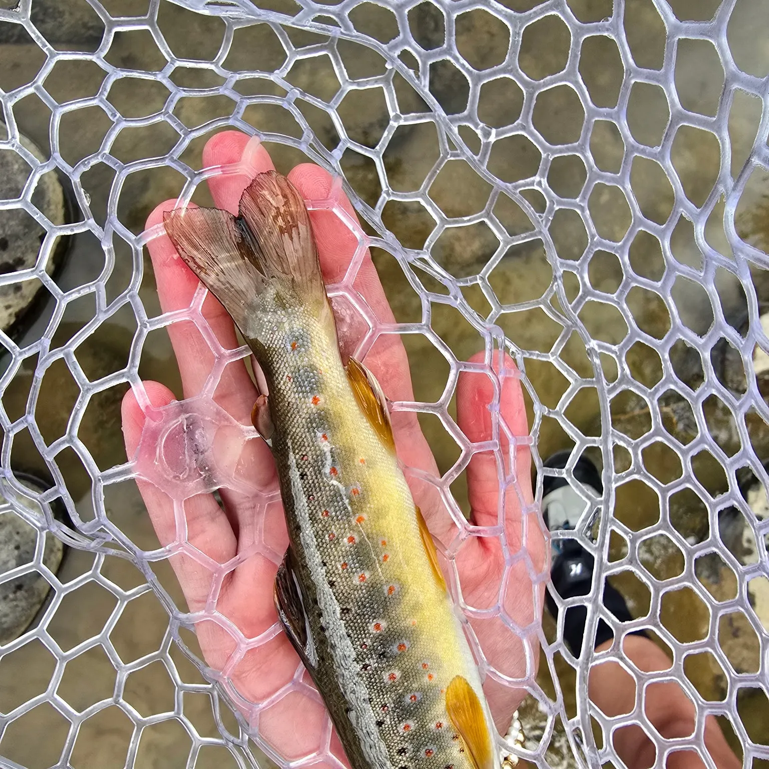 Brown trout caught on Fishbrain