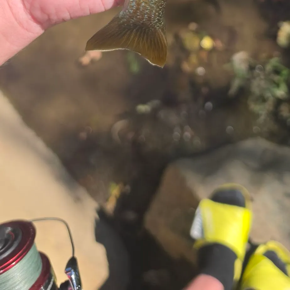 Redbreast sunfish caught on Fishbrain