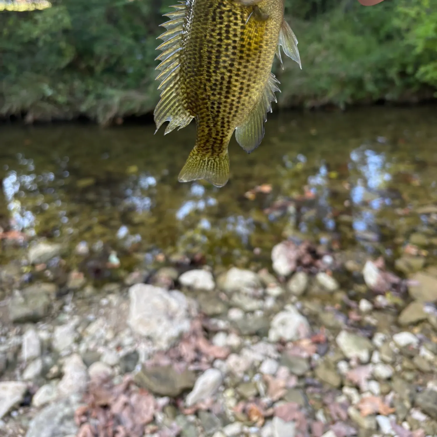 Rock bass caught on Fishbrain