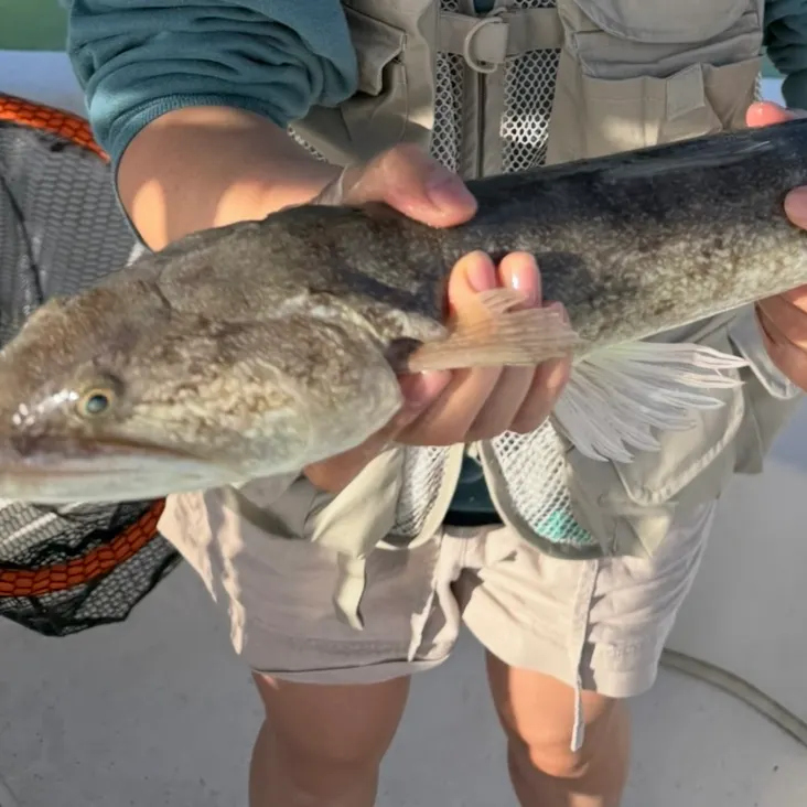 Inshore lizardfish caught on Fishbrain