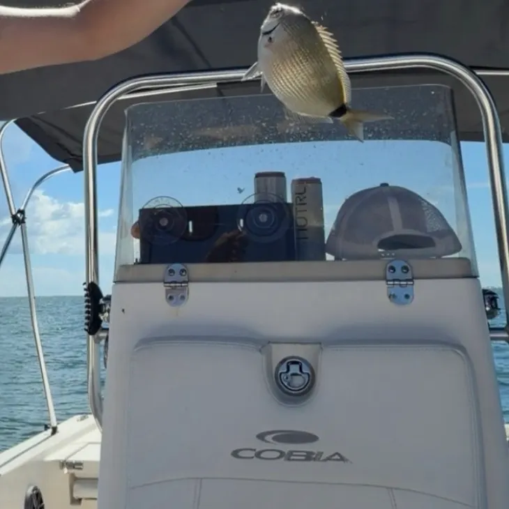 Tomtate grunt caught on Fishbrain