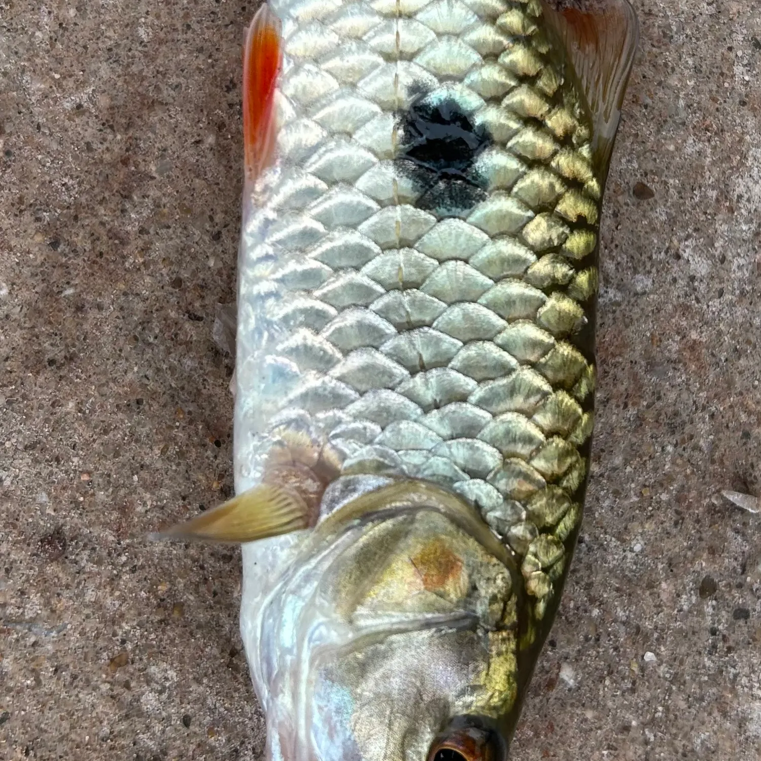 The most recent Hampala barb catches on Fishbrain