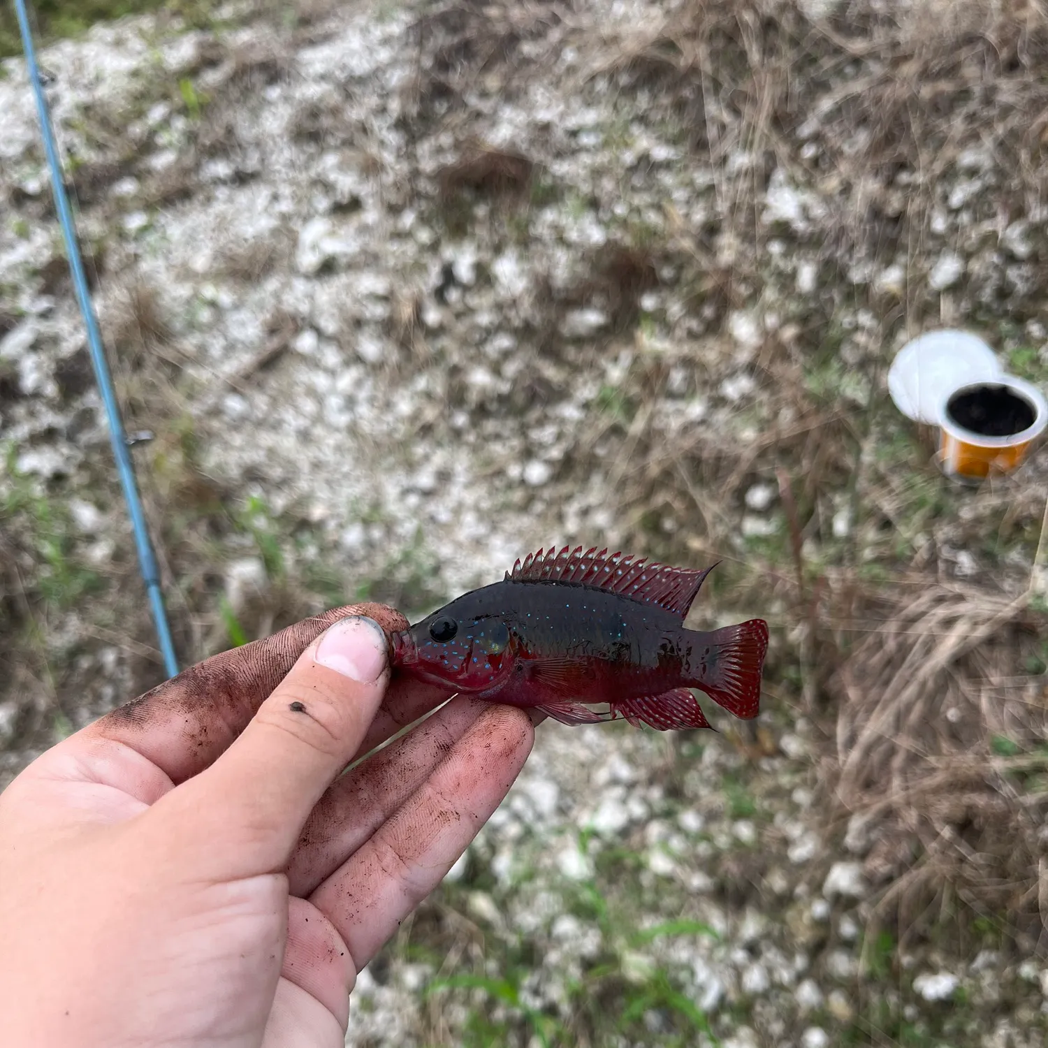 African Jewelfish caught on Fishbrain