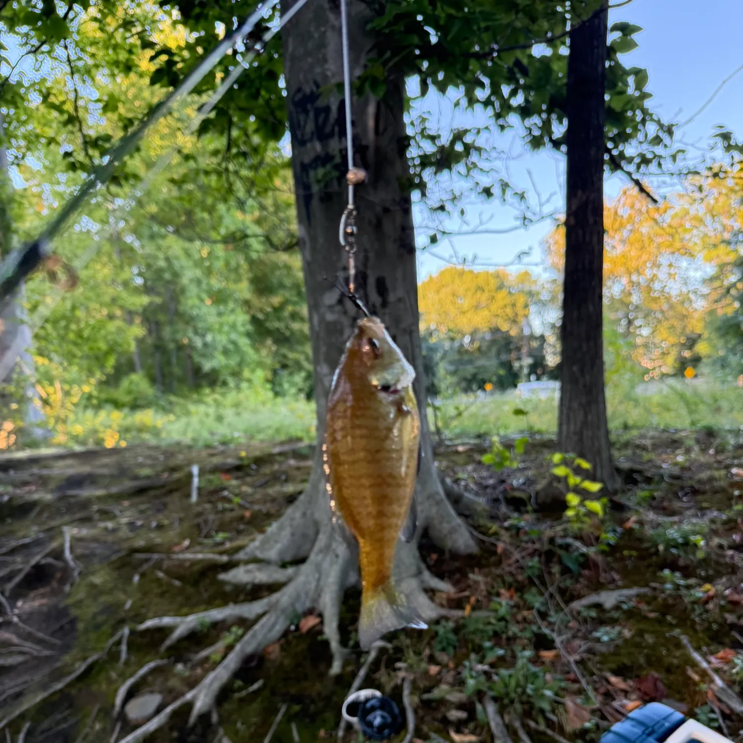 Bluegill caught on Fishbrain