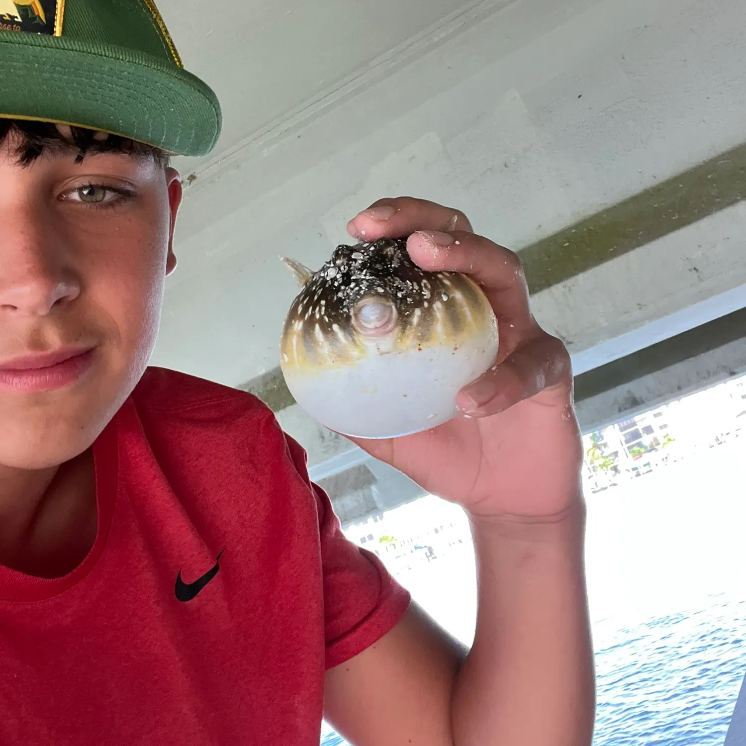 The most recent Reticulated pufferfish catches on Fishbrain