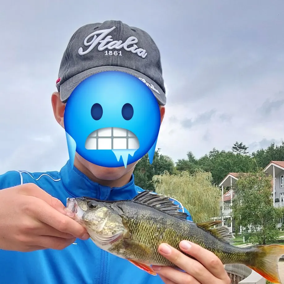 European perch caught on Fishbrain