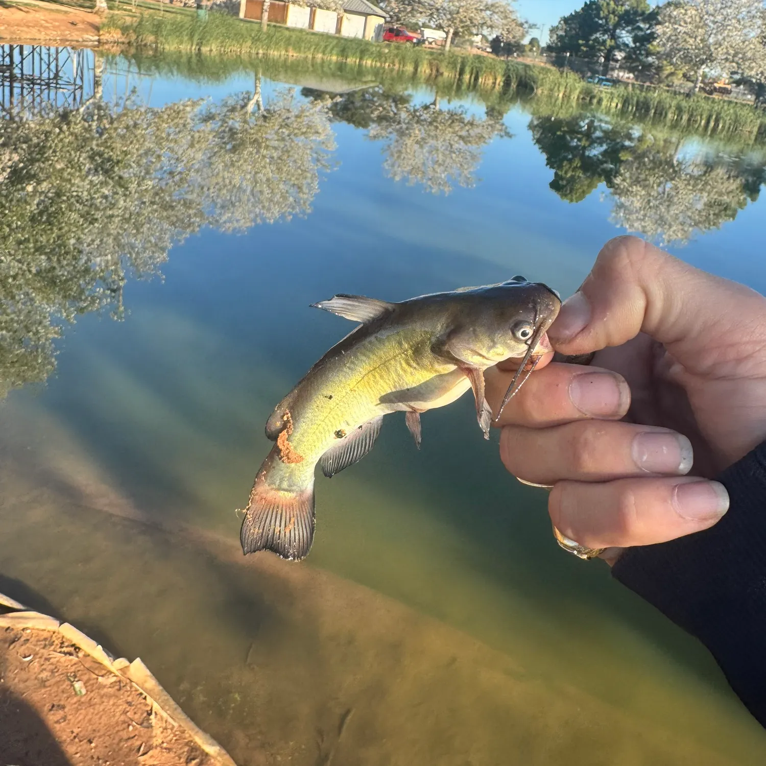 Black bullhead caught on Fishbrain