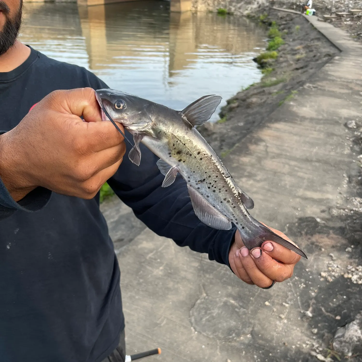 Channel catfish caught on Fishbrain