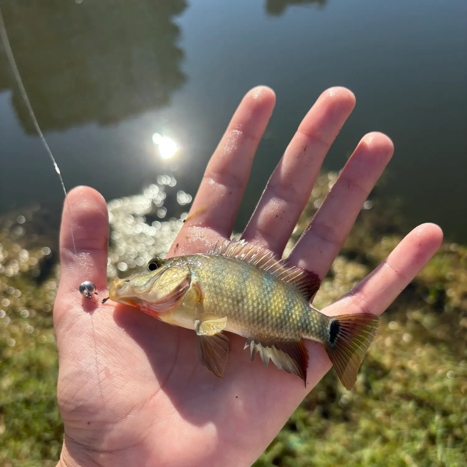 The most recent Mayan cichlid catches on Fishbrain