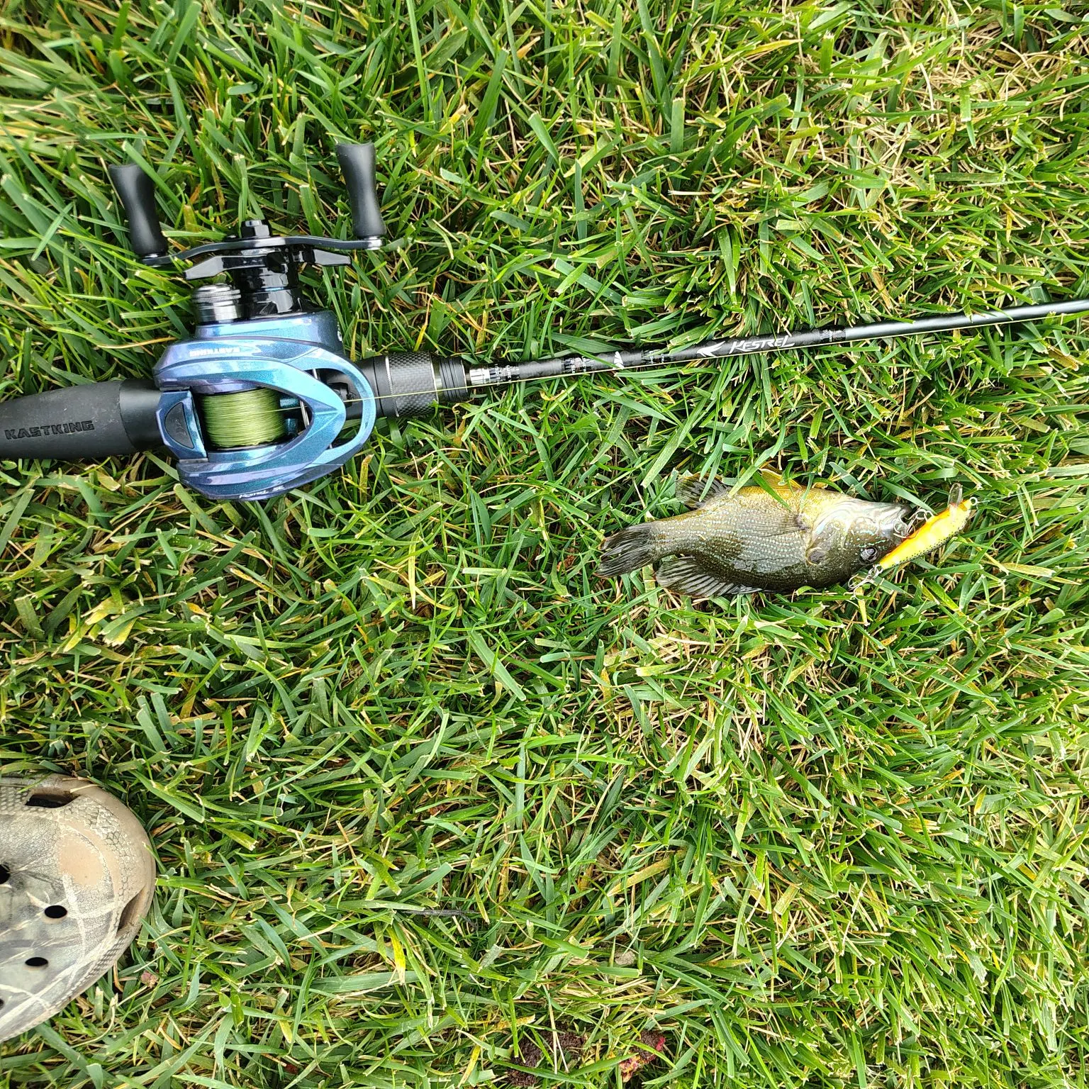 Green sunfish caught on Fishbrain