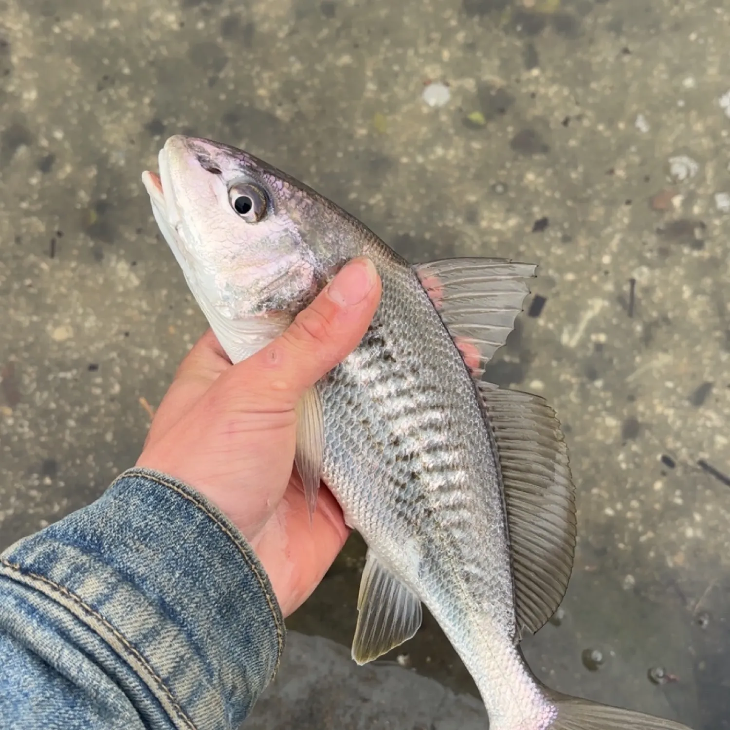 The most recent Atlantic croaker catches on Fishbrain