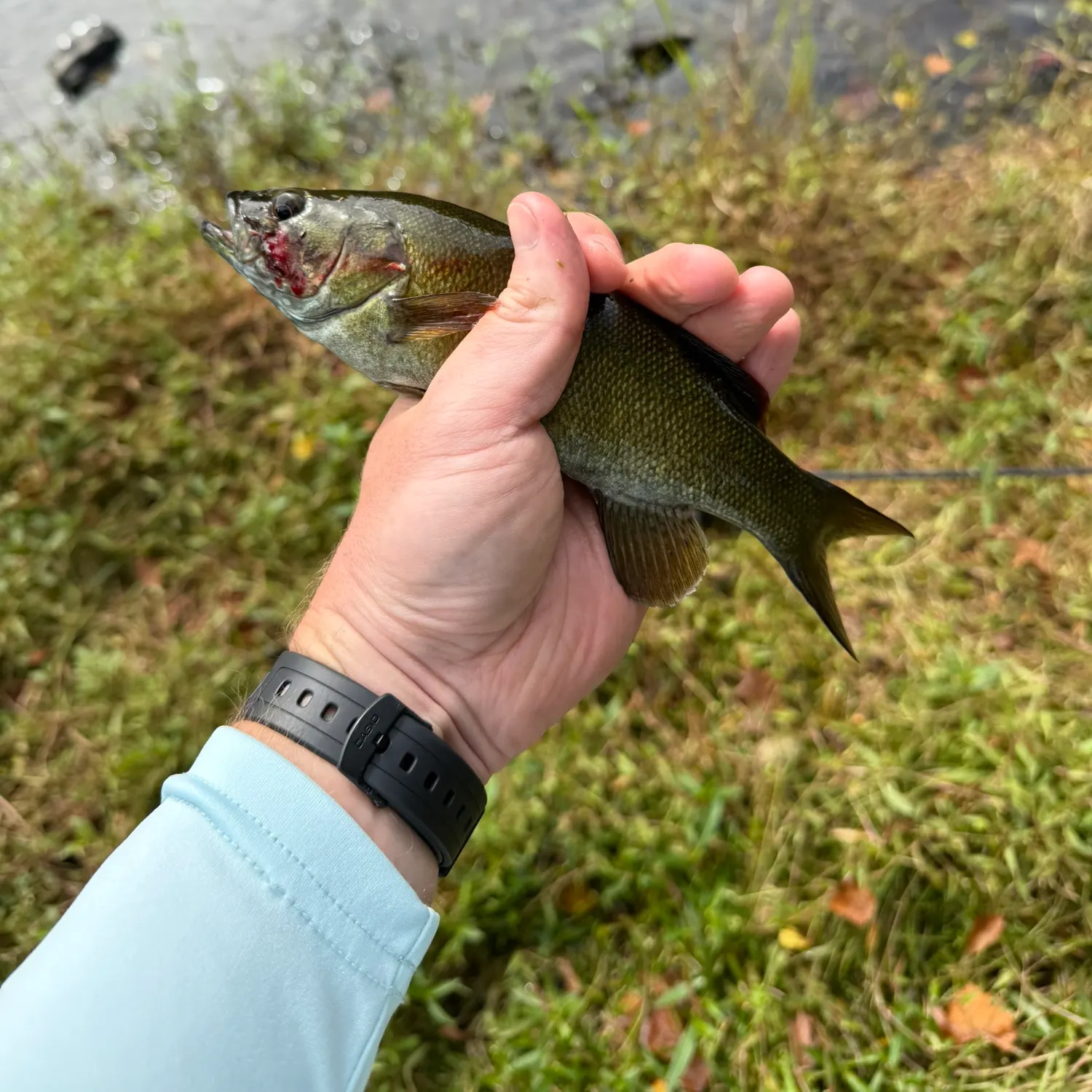 catch