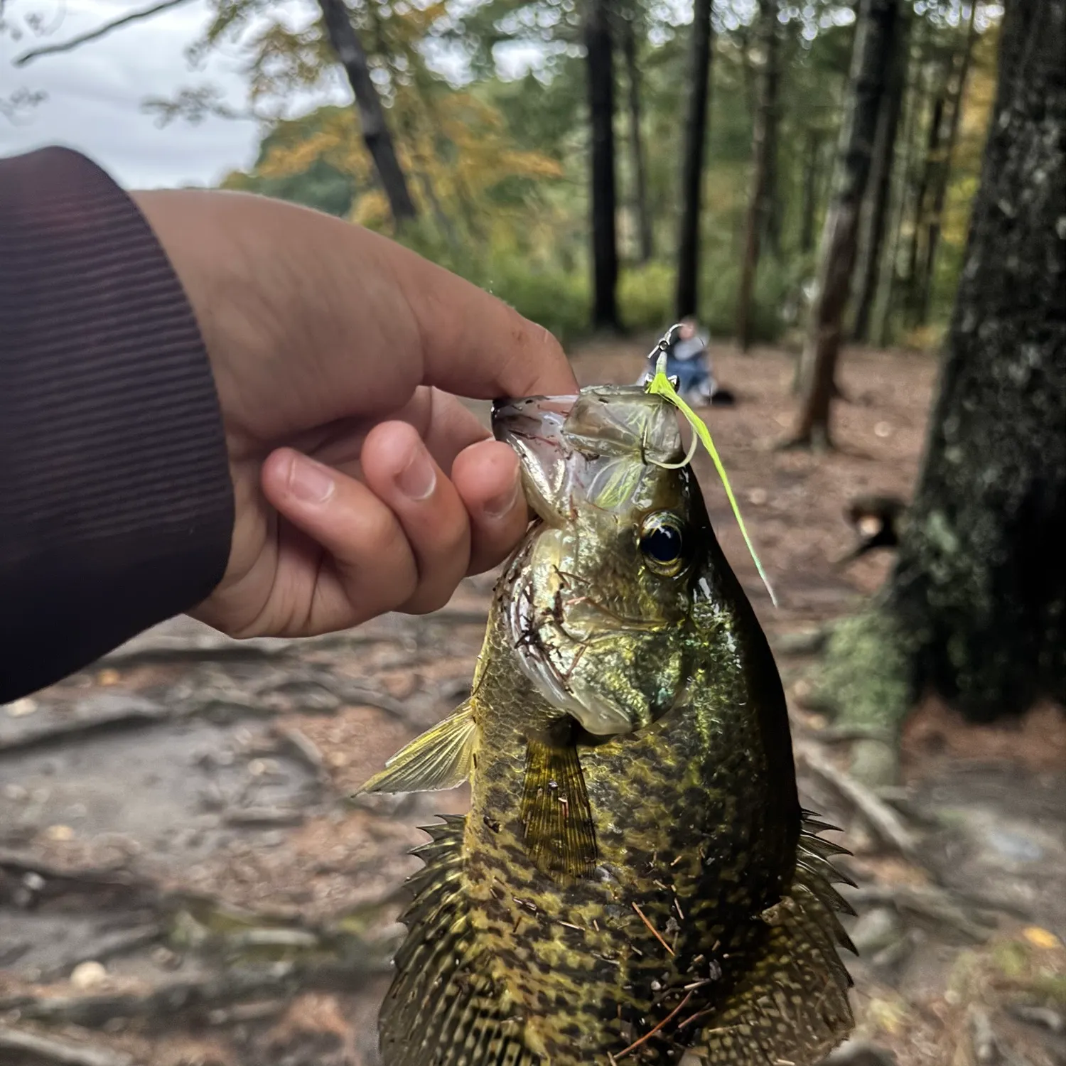 Black crappie caught on Fishbrain