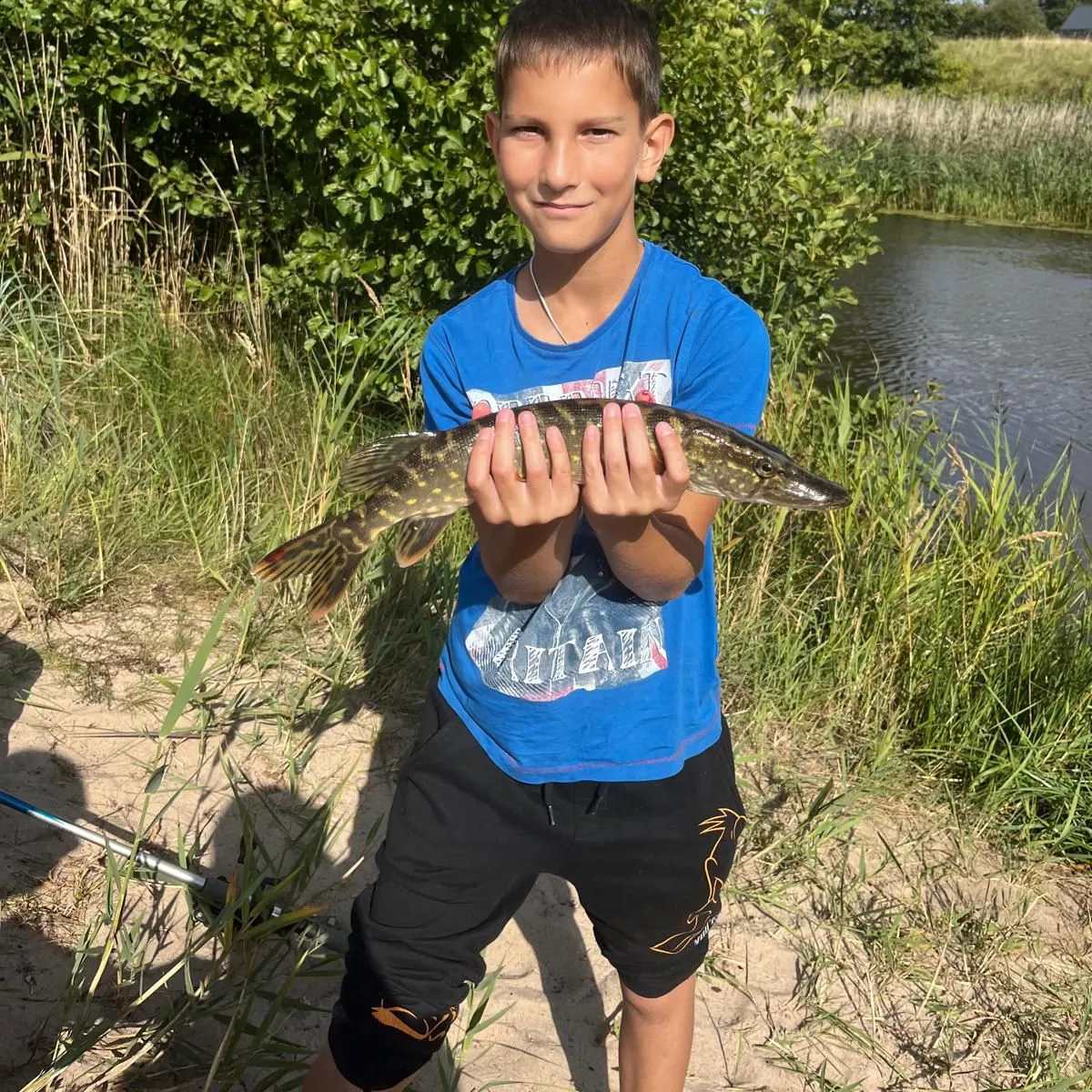 Northern pike caught on Fishbrain