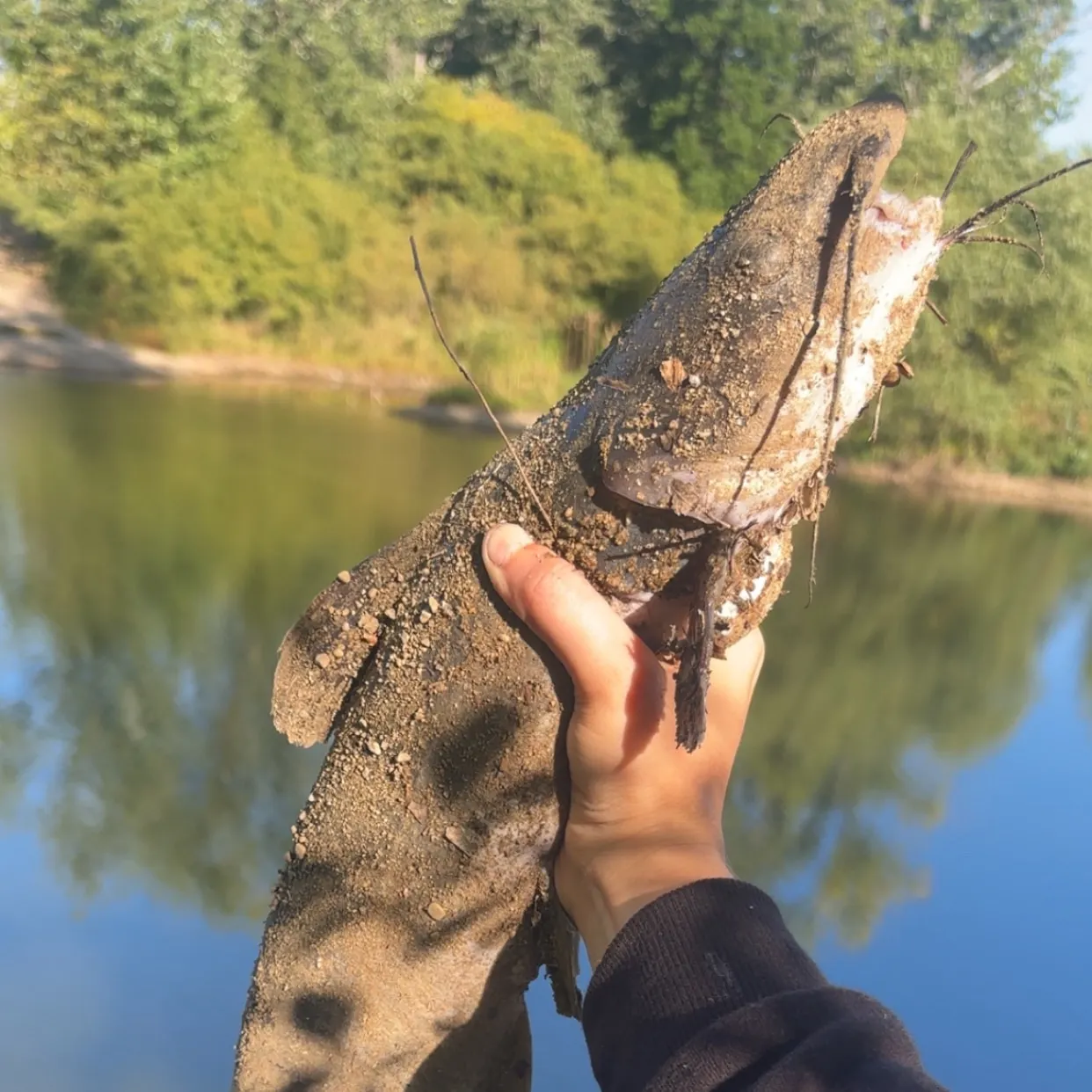 Channel catfish caught on Fishbrain