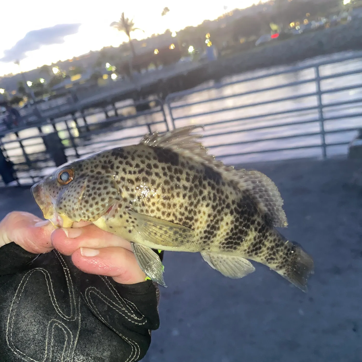 Spotted sand bass caught on Fishbrain