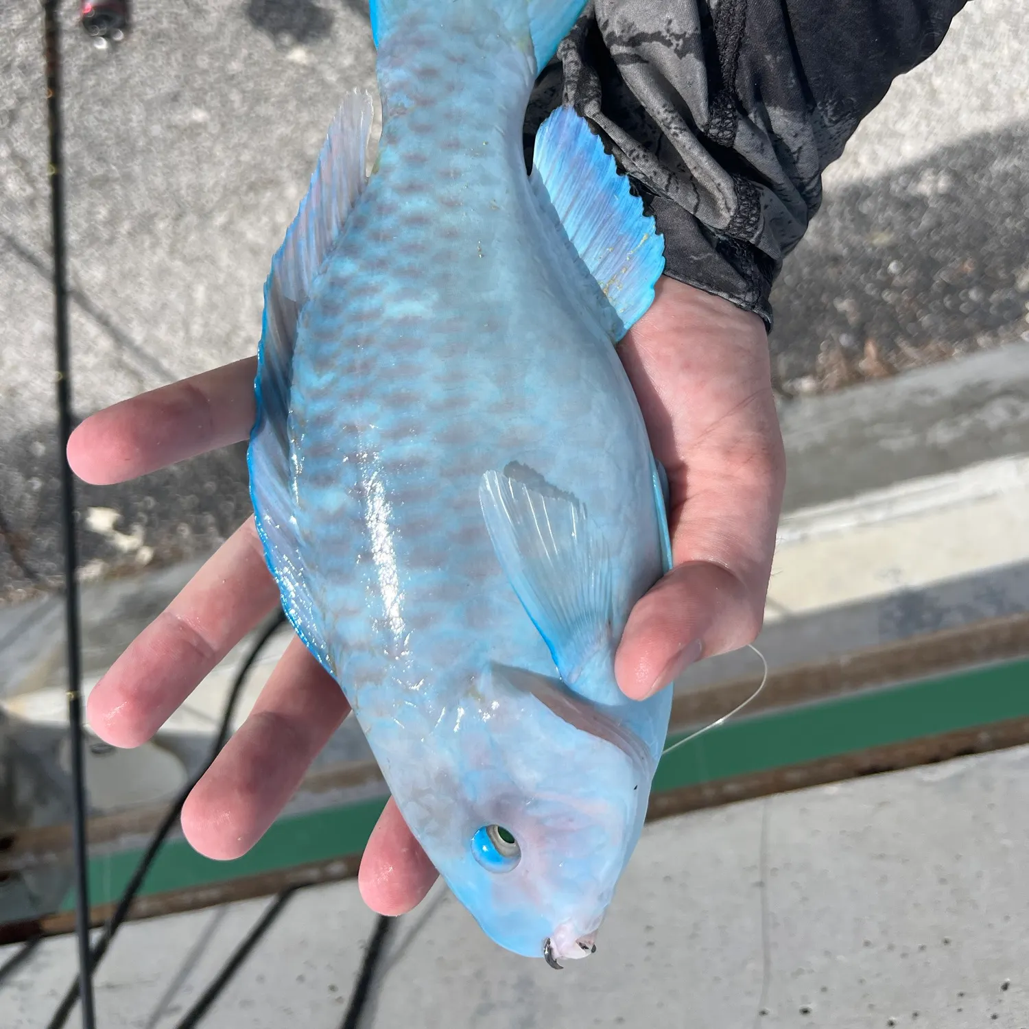 The most recent Blue parrotfish catches on Fishbrain
