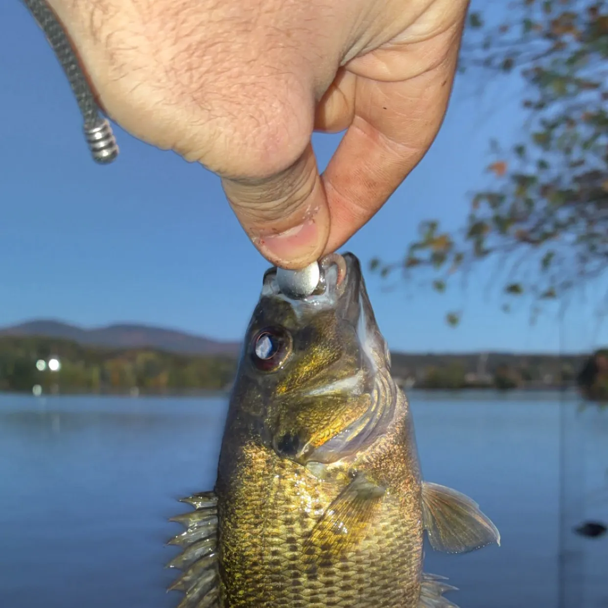 Rock bass caught on Fishbrain