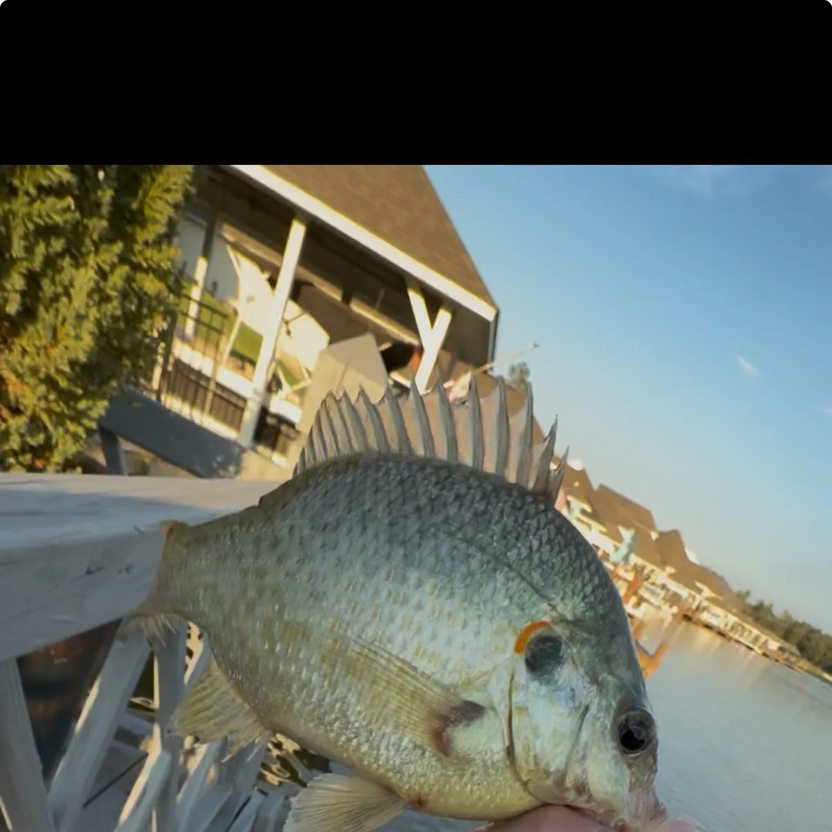 Redear sunfish caught on Fishbrain