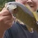 Smallmouth bass caught on Fishbrain