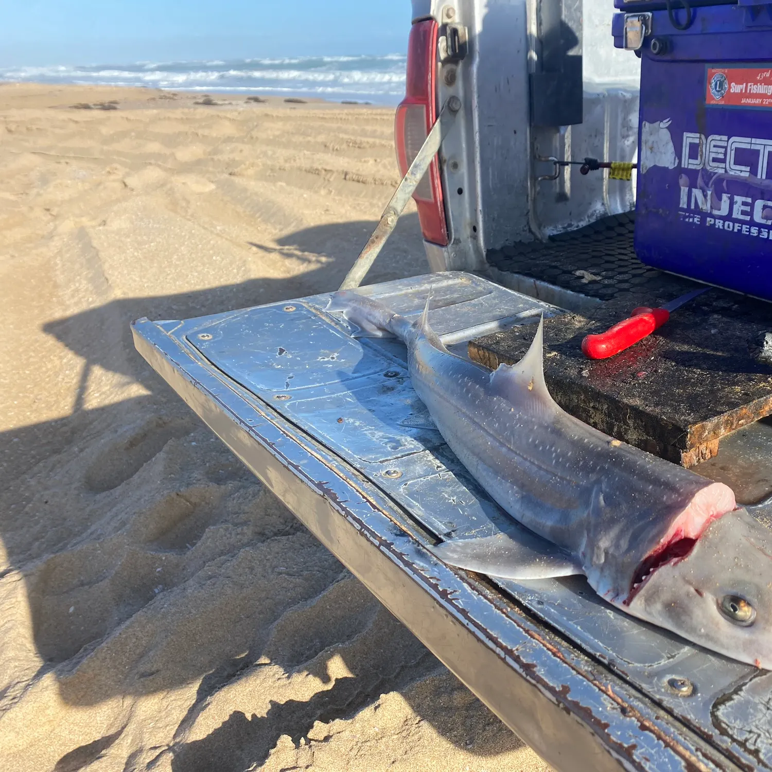 The most popular recent Gummy shark catch on Fishbrain