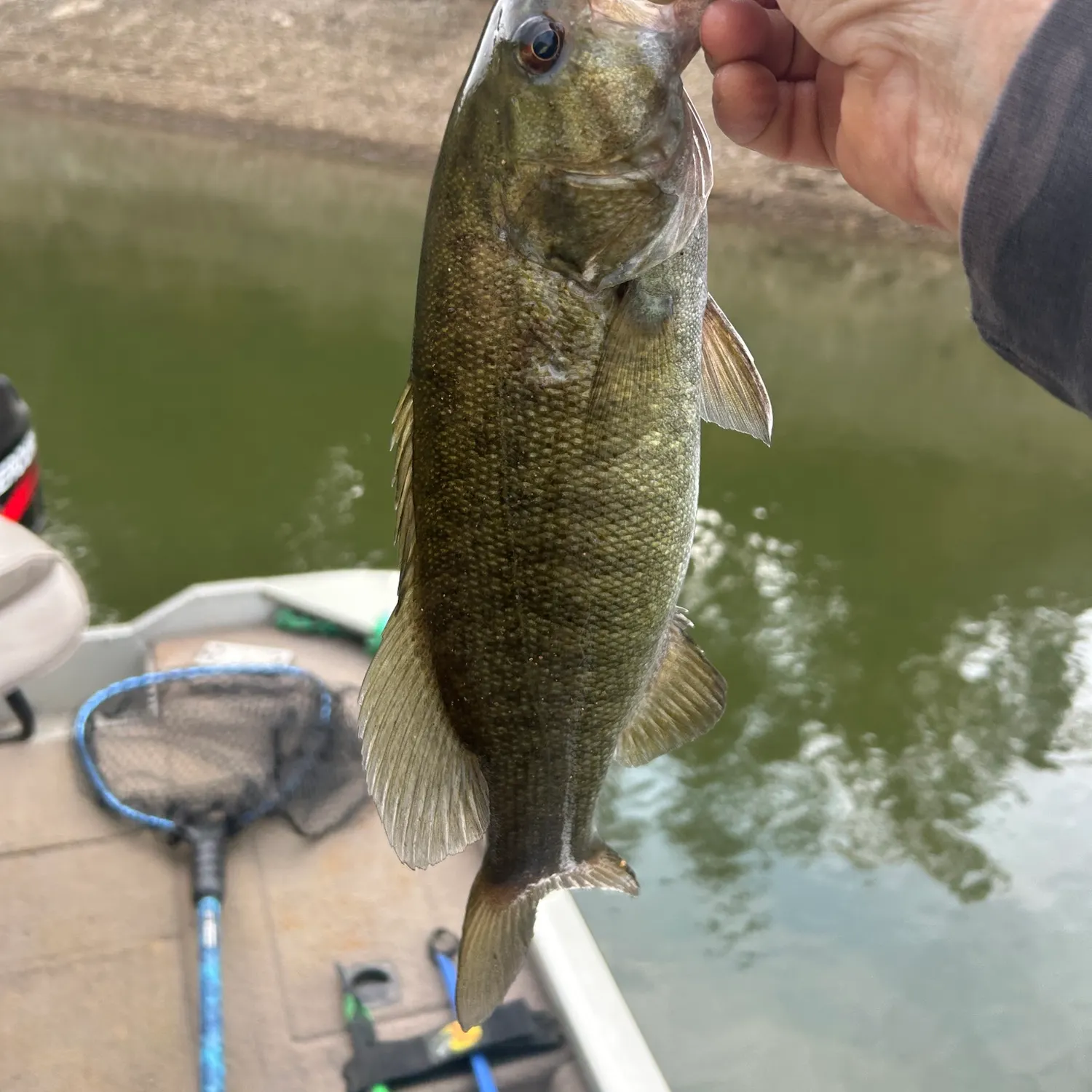 Smallmouth bass caught on Fishbrain