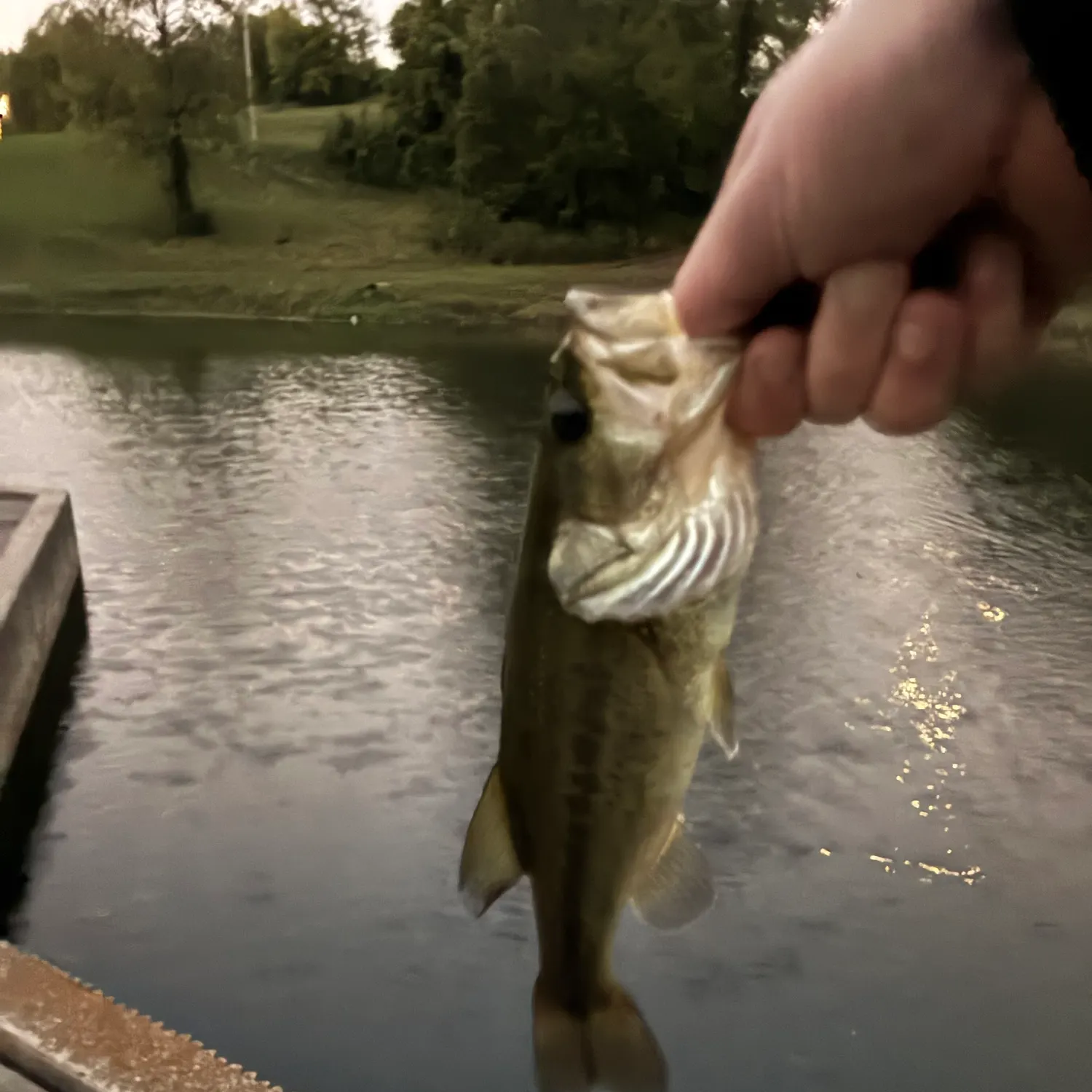Largemouth bass caught on Fishbrain
