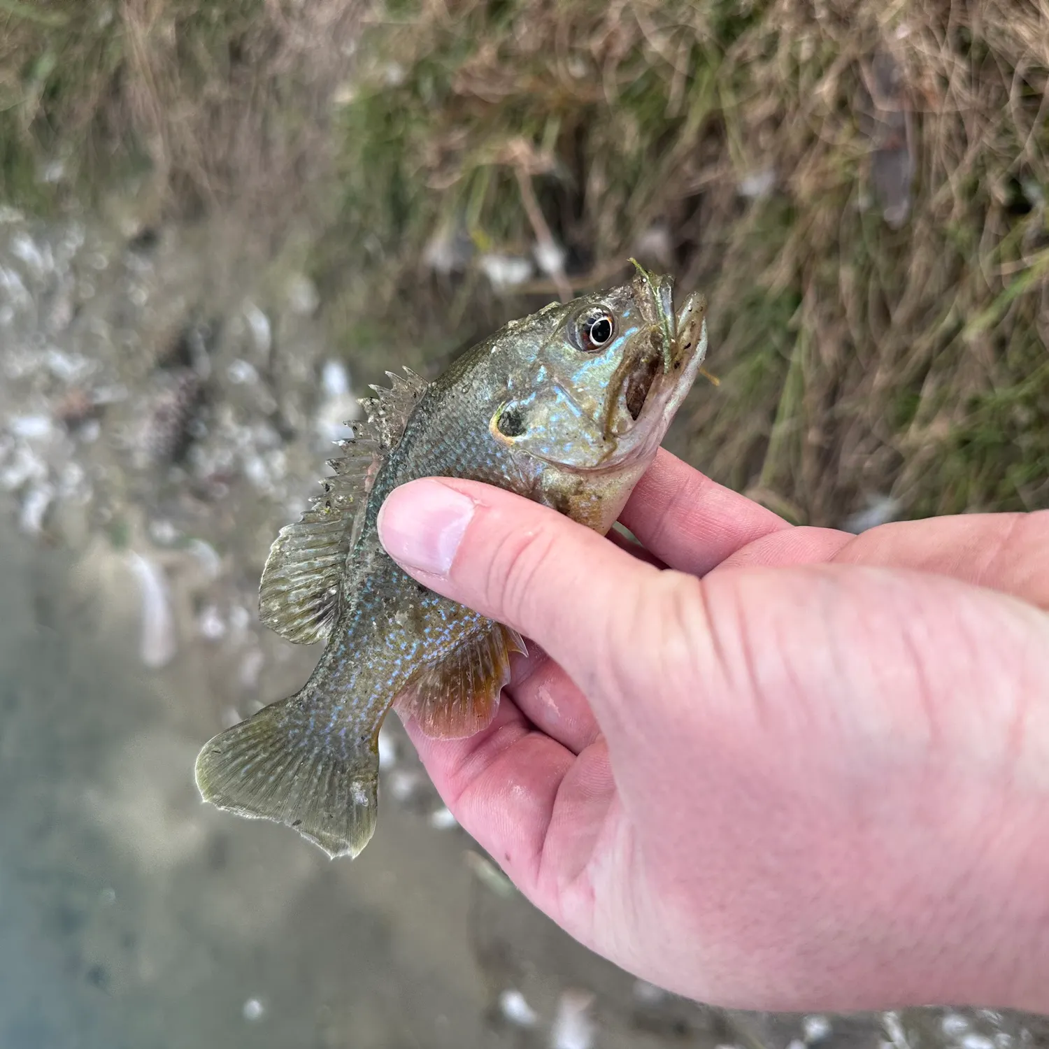 Green sunfish caught on Fishbrain