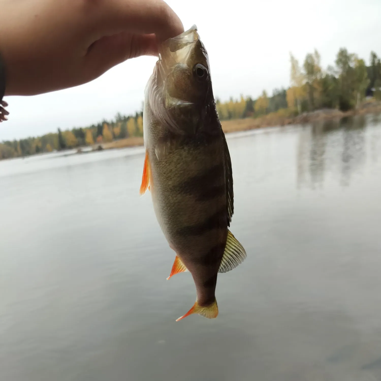 European perch caught on Fishbrain