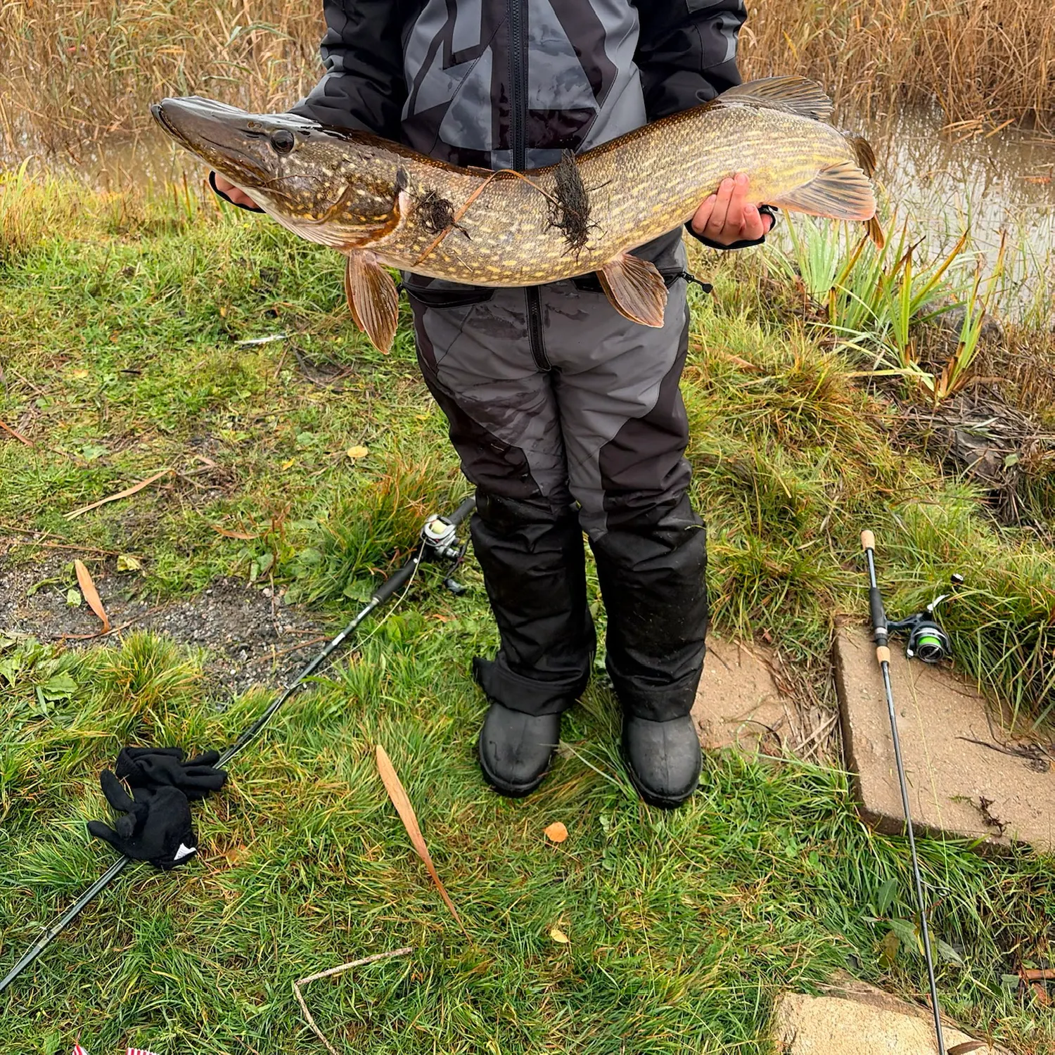 Northern pike caught on Fishbrain