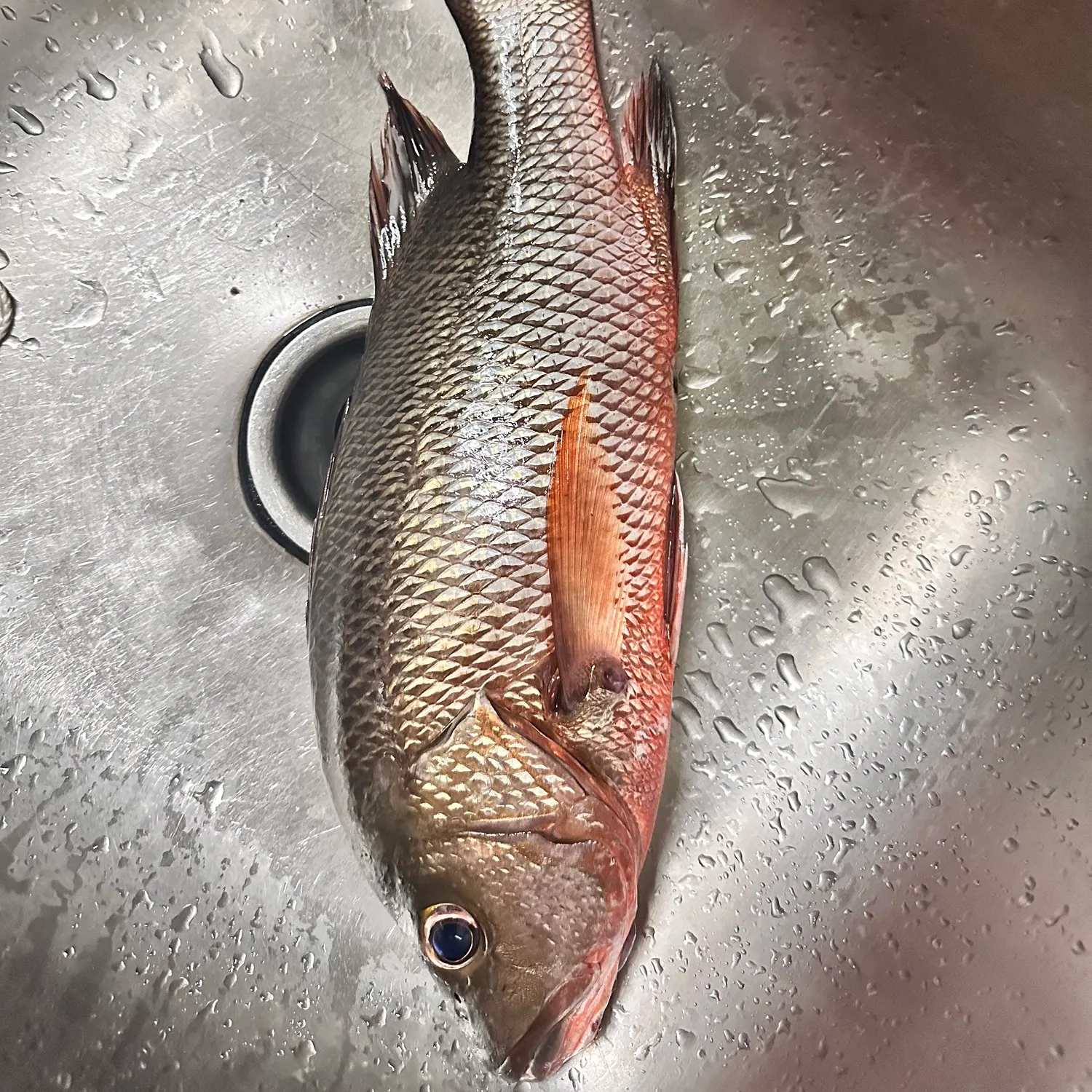 Fishing in India ️️️️ Explore the best fishing spots and areas