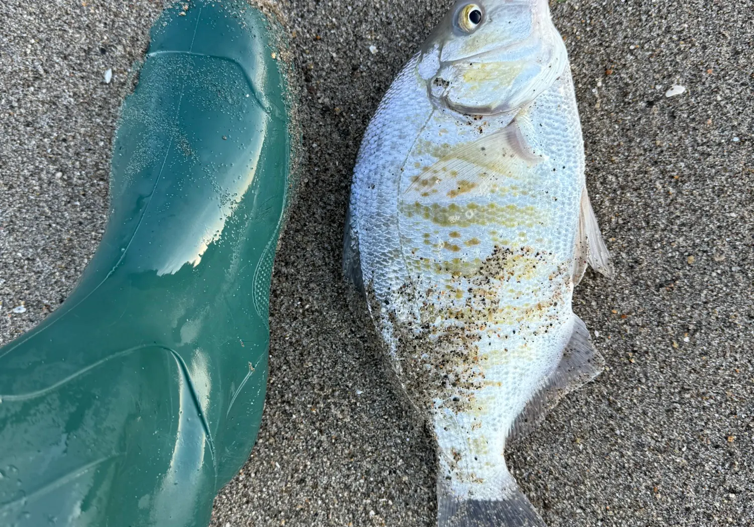 Barred surfperch