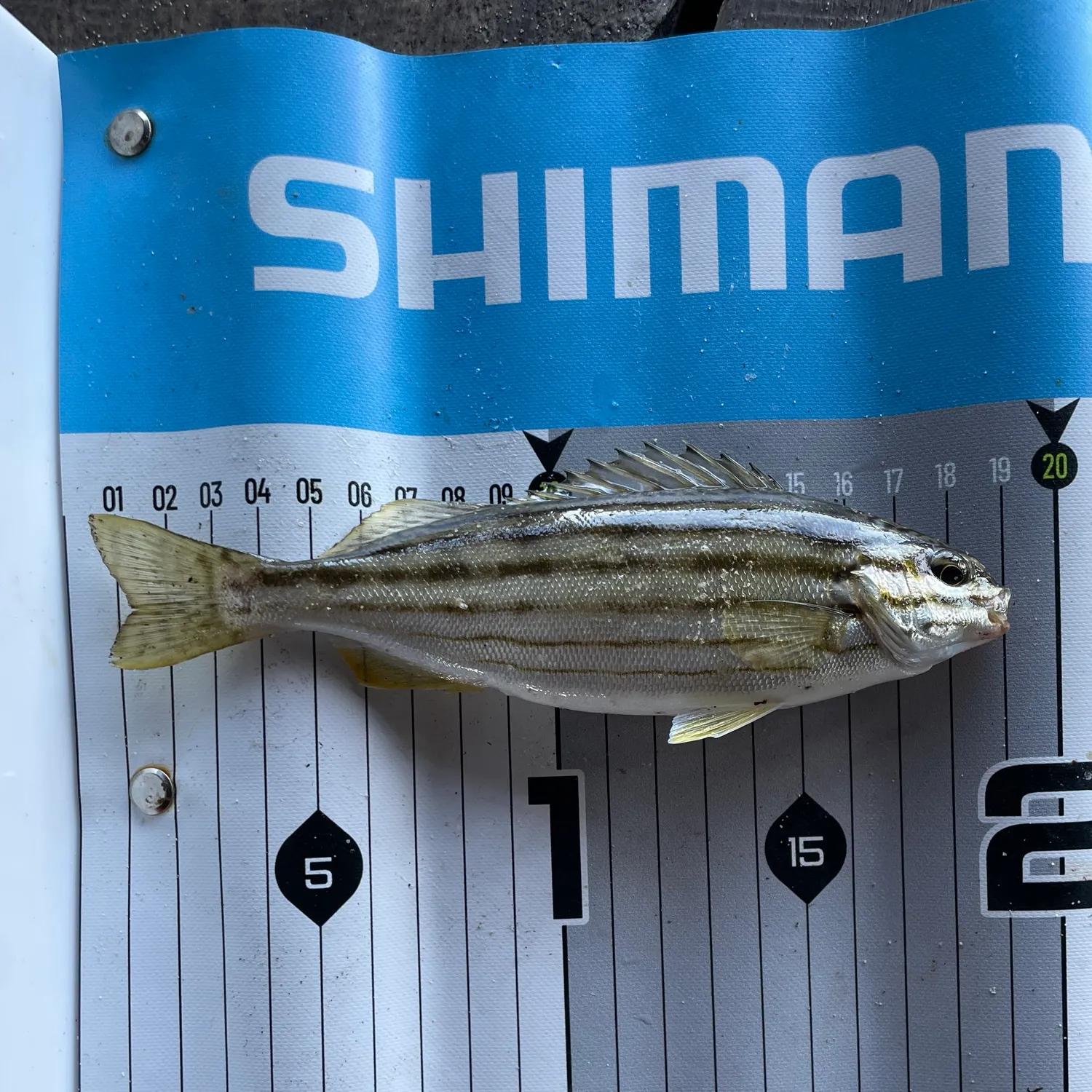 The most recent Western striped grunter catches on Fishbrain