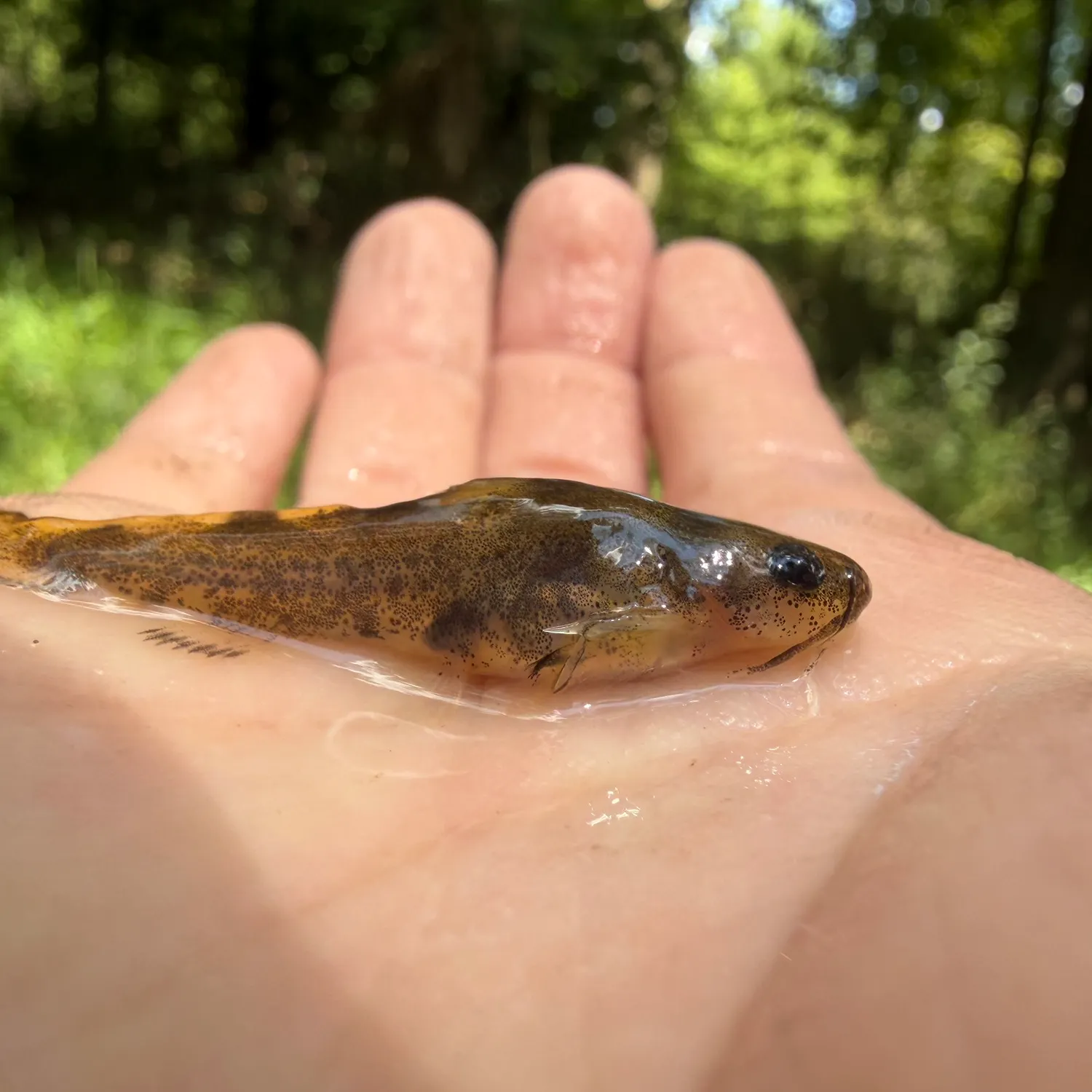The most recent Brindled madtom catches on Fishbrain
