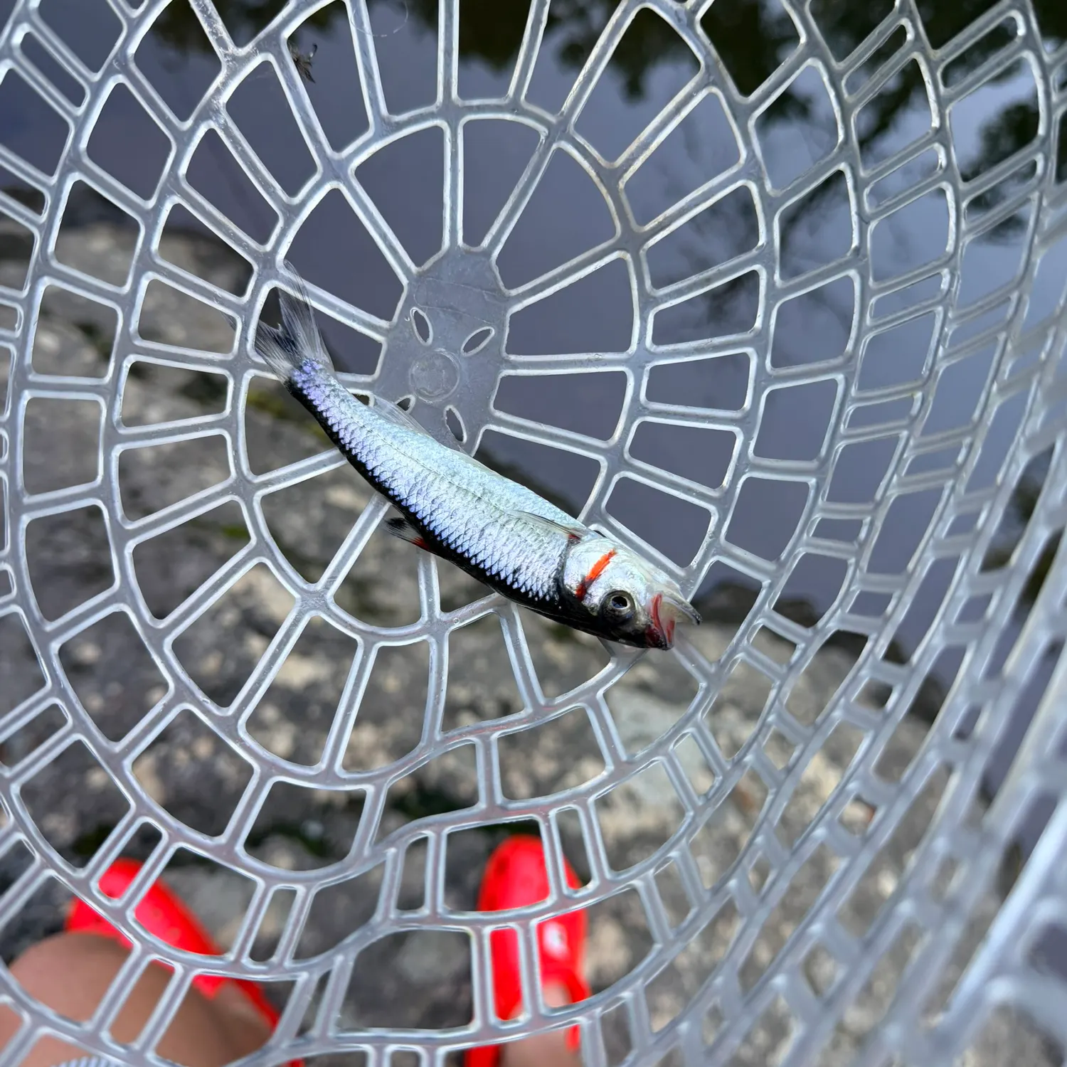 Fish caught on Fishbrain