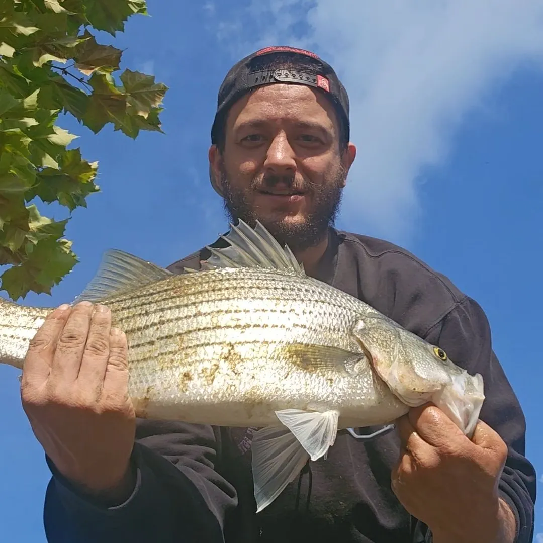 Wiper caught on Fishbrain