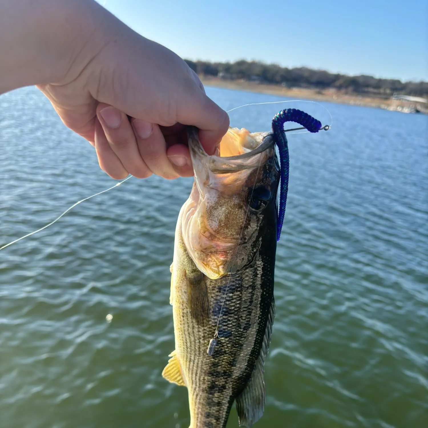 The most recent Spotted bass catches on Fishbrain