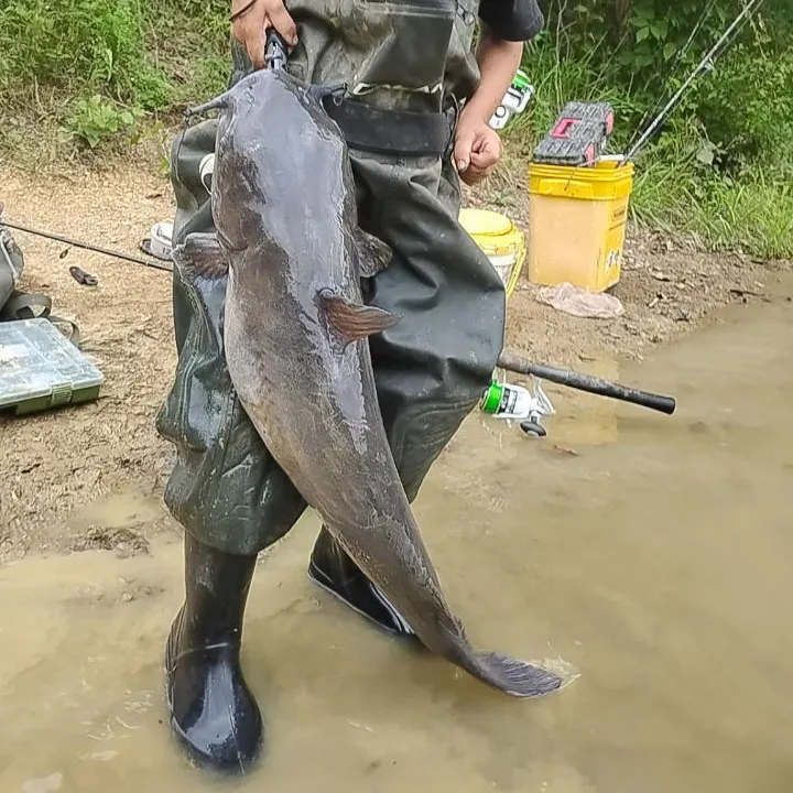 Flathead catfish caught on Fishbrain