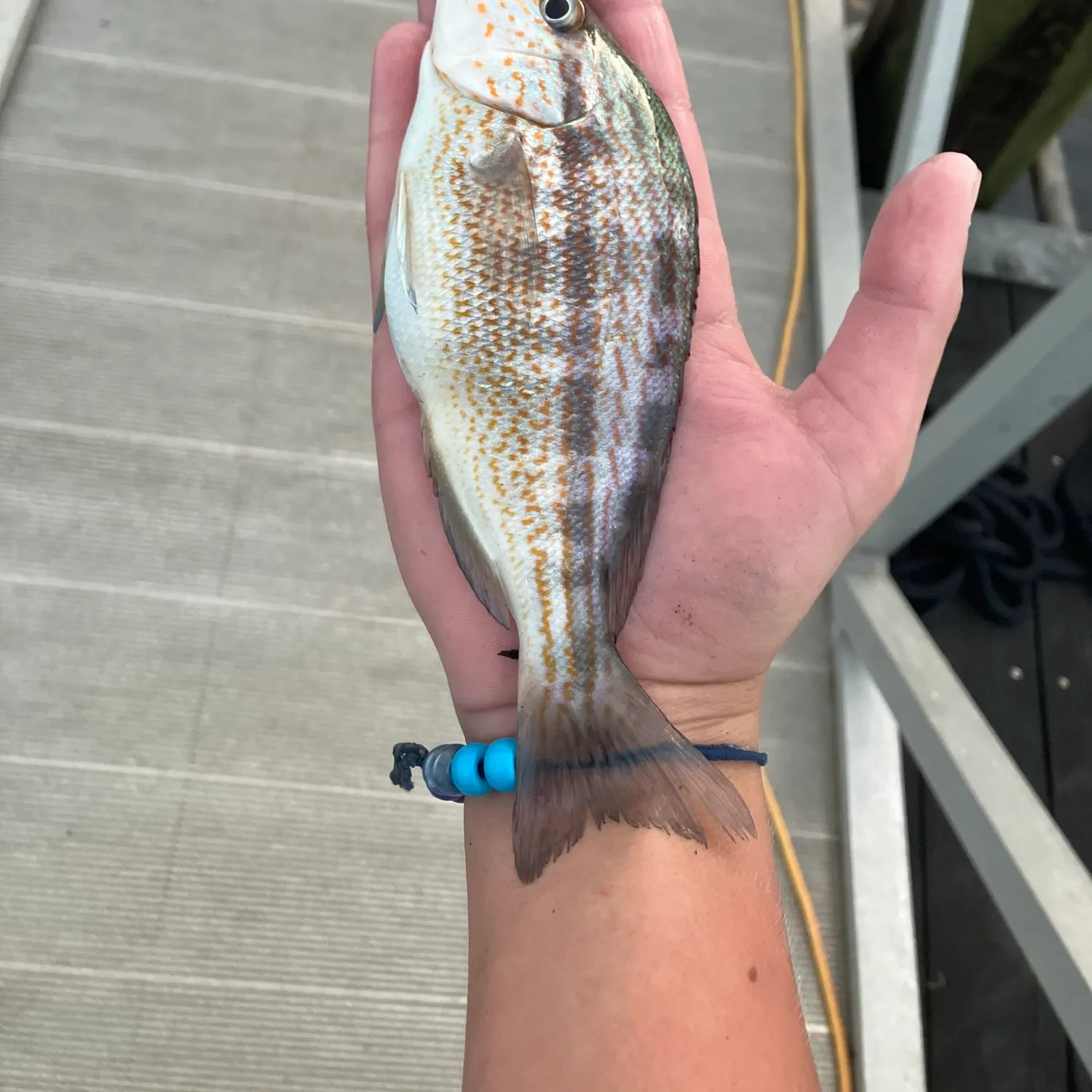 Sheepshead caught on Fishbrain