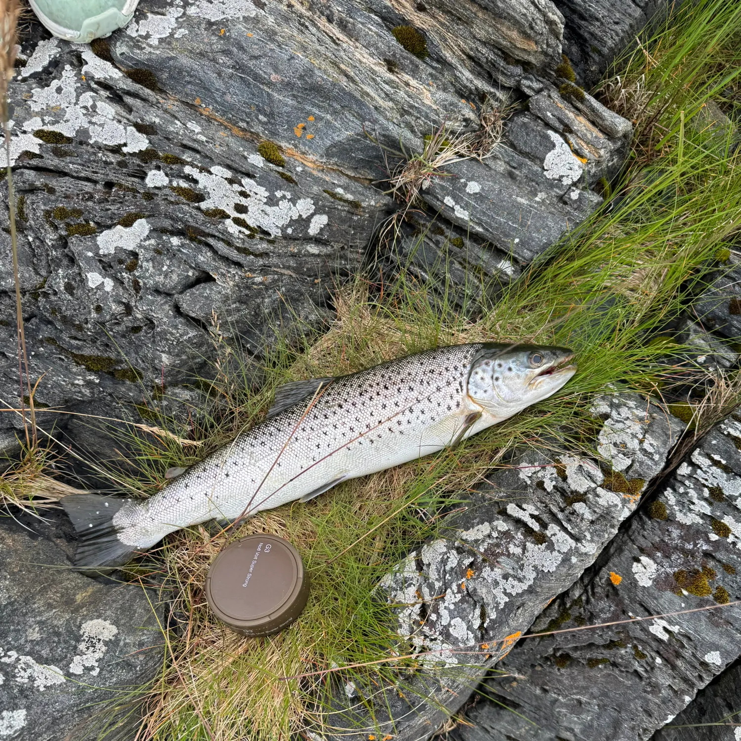 The most recent Sea trout catches on Fishbrain