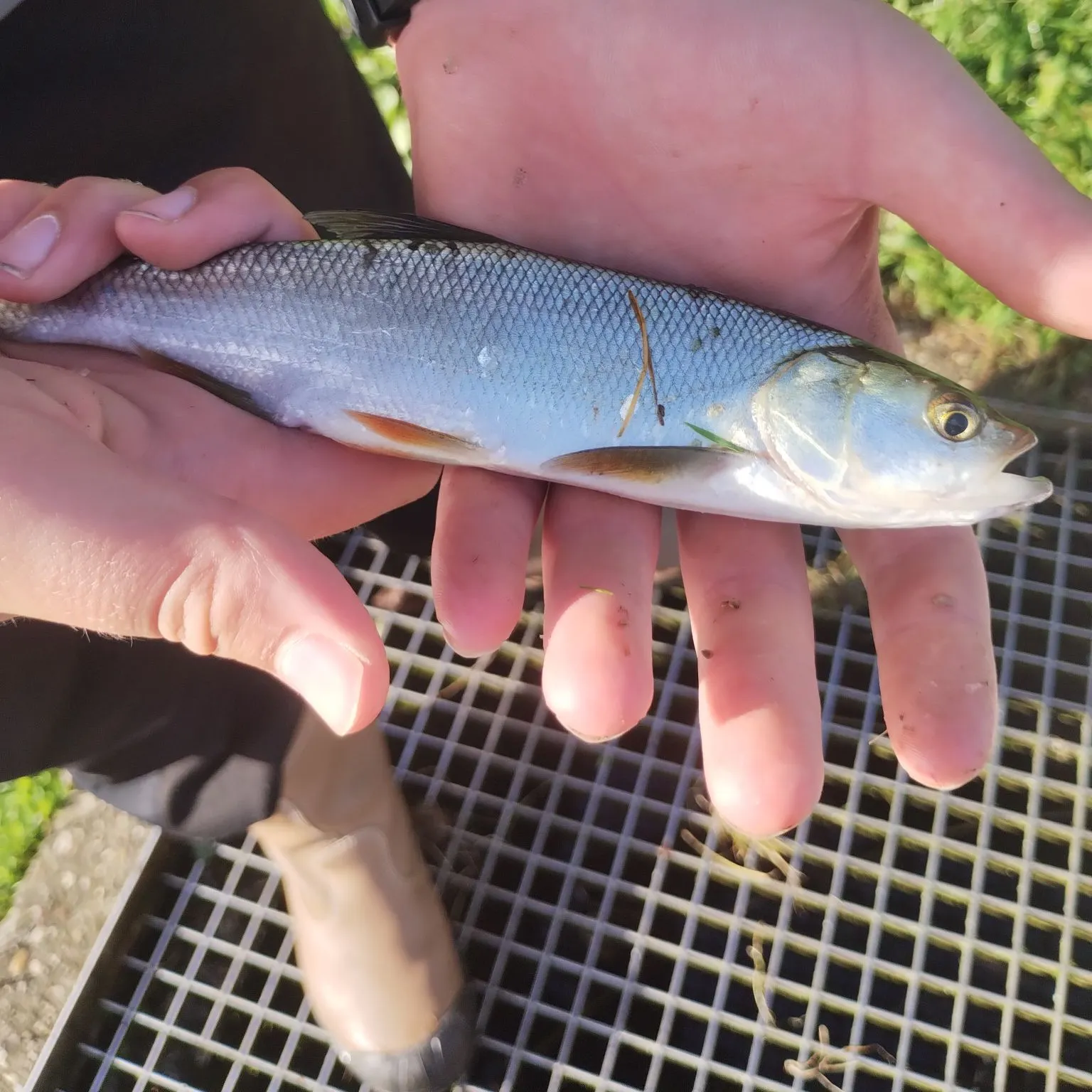 Asp caught on Fishbrain