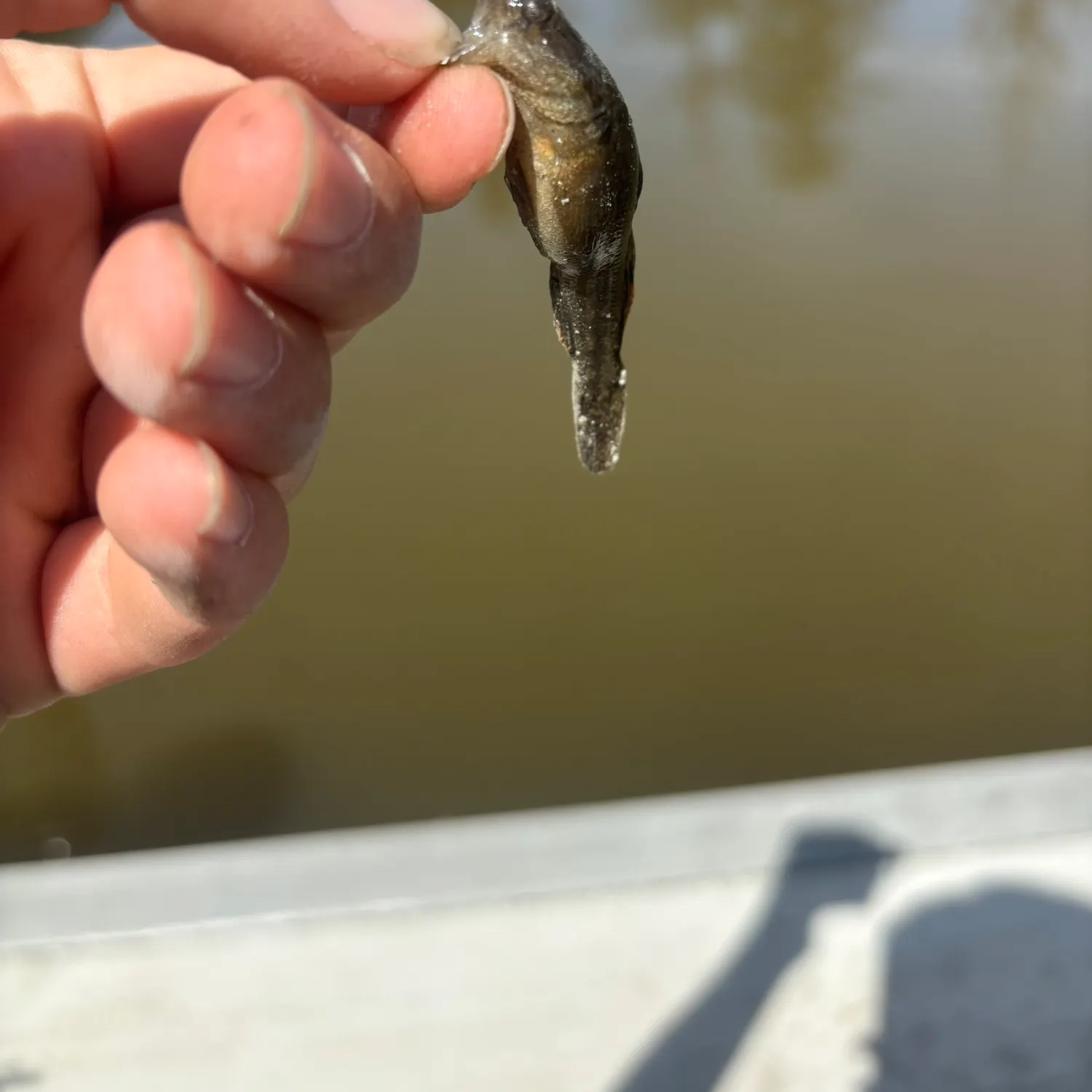 The most recent Prickly sculpin catches on Fishbrain