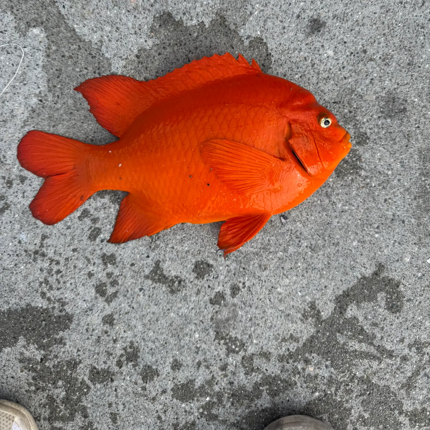 The most recent Garibaldi damselfish catches on Fishbrain