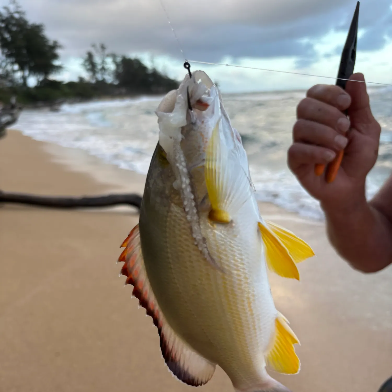 The most recent Blacktail snapper catches on Fishbrain