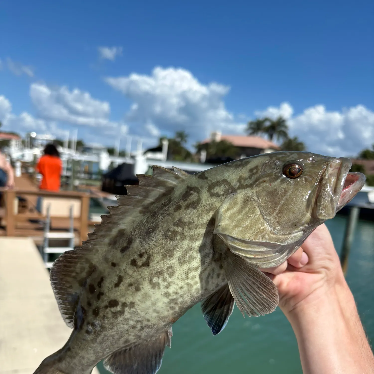 The most recent Gag grouper catches on Fishbrain