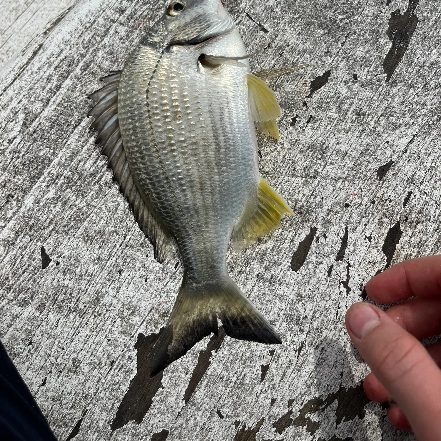 Surf bream caught on Fishbrain